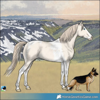Horse Color:Perlino Dun Splash Tobiano Rabicano 