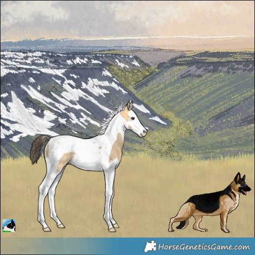Horse Color:Buckskin Dun Splash Tobiano Rabicano 