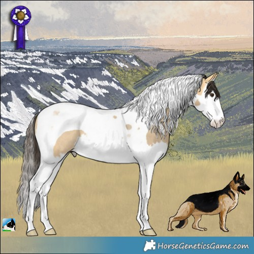 Horse Color:Buckskin Dun Splash Tobiano Rabicano 