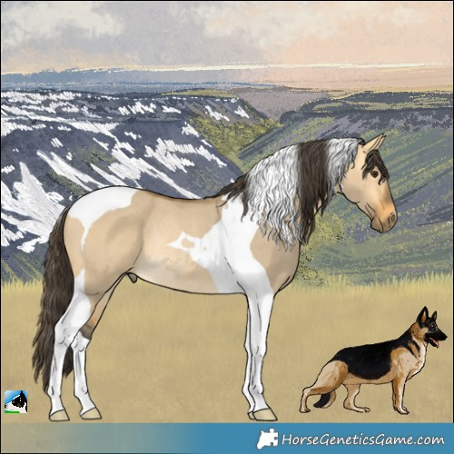 Horse Color:Buckskin Dun Tobiano Rabicano