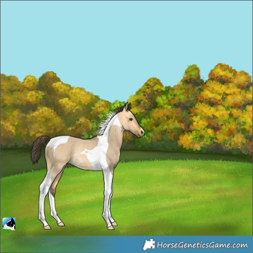 Horse Color:Buckskin Dun Tobiano Rabicano 