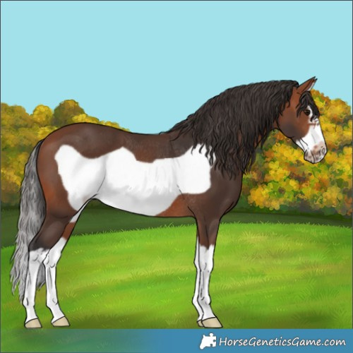 Horse Color:Bay Splash Frame Rabicano 
