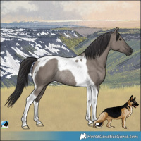 Horse Color:Smoky Grullo Tobiano Rabicano
