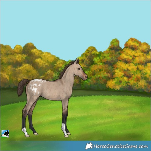 Horse Color:Brown Dun Appaloosa Brindle 