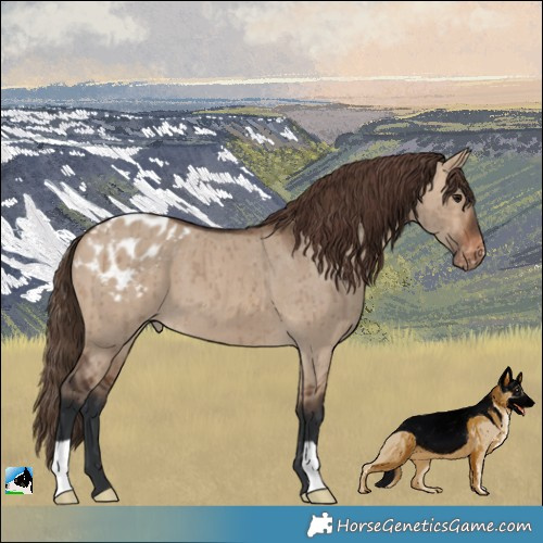 Horse Color:Brown Dun Varnish Brindle 