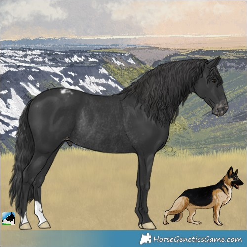 Horse Color:Black Appaloosa Rabicano 