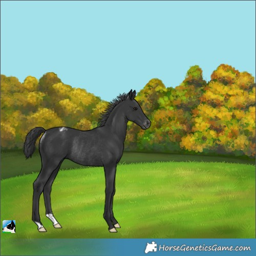Horse Color:Black Appaloosa Rabicano 