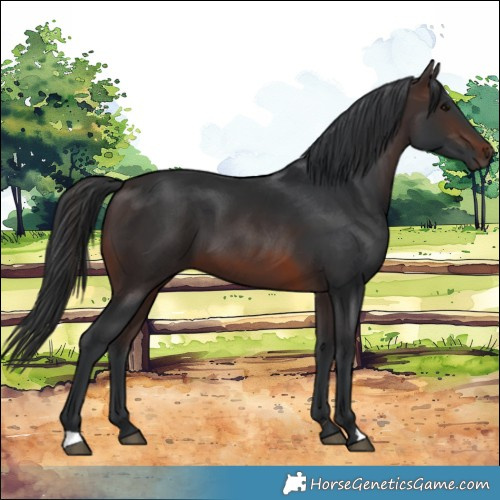 Horse Color:Brown 