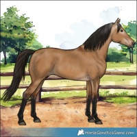Horse Color:Gray Bay Dun