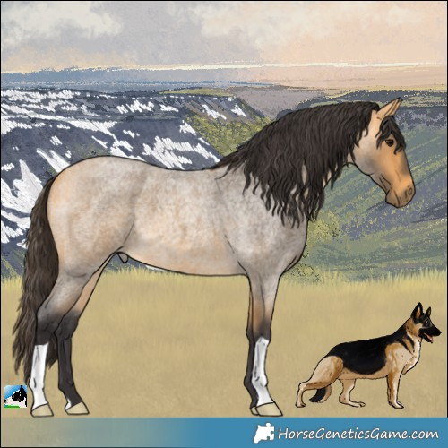 Horse Color:Buckskin Roan 