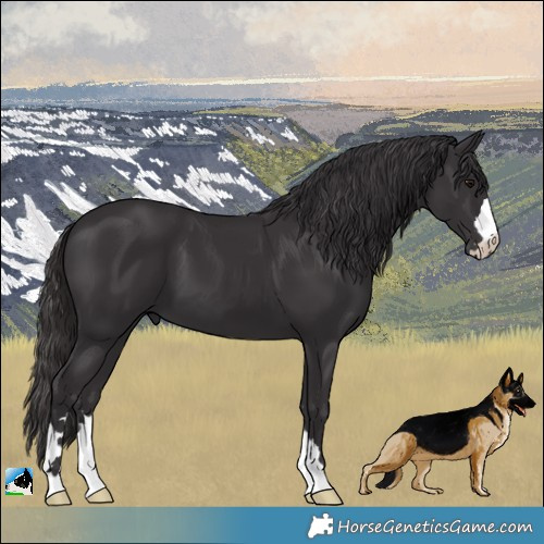Horse Color:Smoky Black