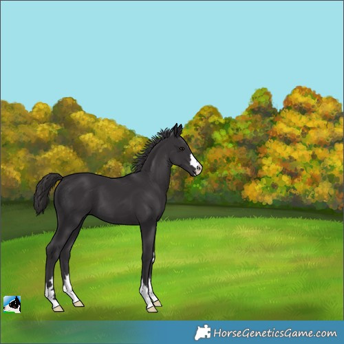 Horse Color:Smoky Black 