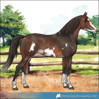 Horse Color:Bay Splash Frame Rabicano 