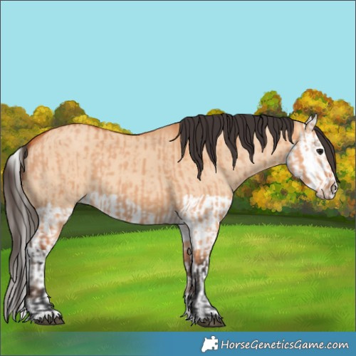 Horse Color:Bay Dun  and Bay Dun Splash 