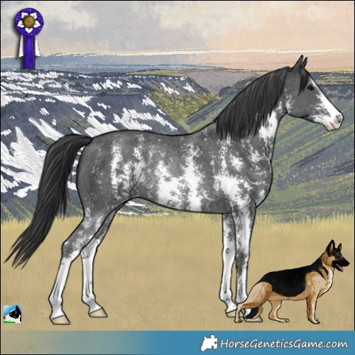Horse Color:Black Sabino Rabicano 