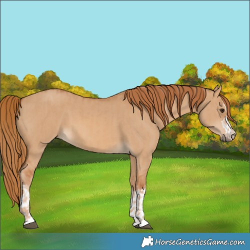 Horse Color:Red Dun and Red Dun