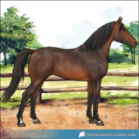 Horse Color:Bay 