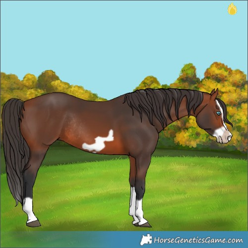 Horse Color:Bay Splash Frame Rabicano 