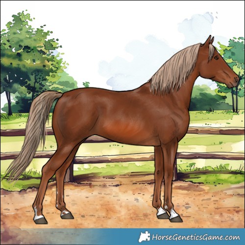Horse Color:Chestnut 