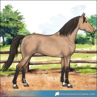 Horse Color:Bay Dun 