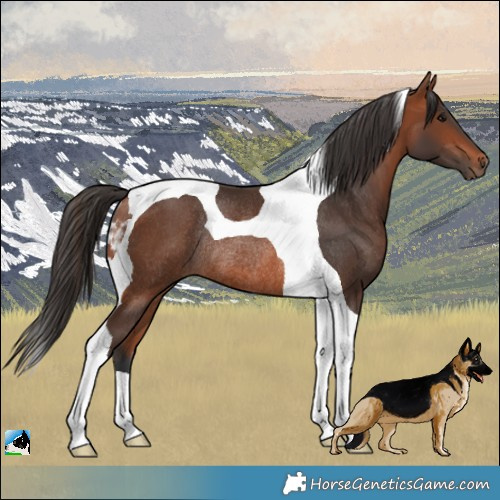 Horse Color:Bay Tobiano Rabicano 