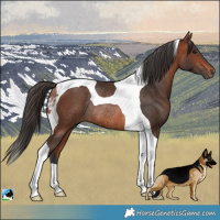 Horse Color:Bay Tobiano Rabicano