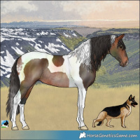 Horse Color:Bay Tobiano Rabicano 