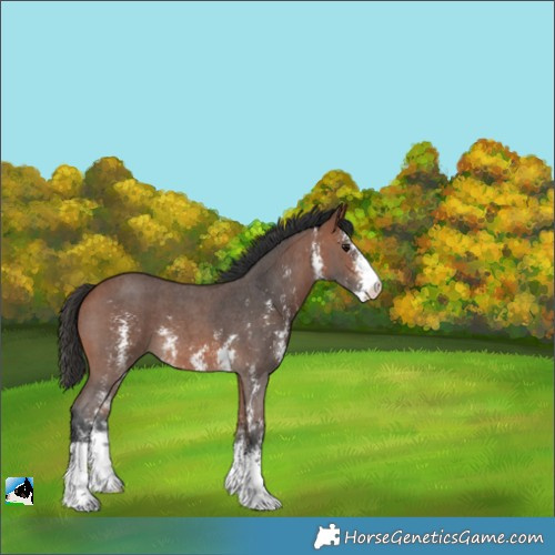 Horse Color:Bay Sabino 
