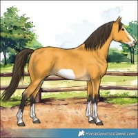 Horse Color:Buckskin Frame 