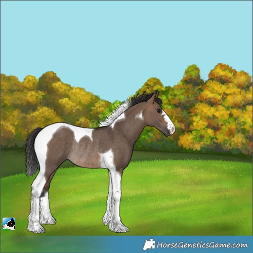 Horse Color:Brown Dun Tobiano Rabicano 