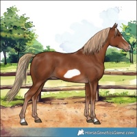 Horse Color:Chestnut Frame
