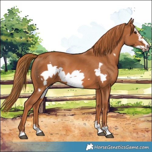 Horse Color:Chestnut Frame 