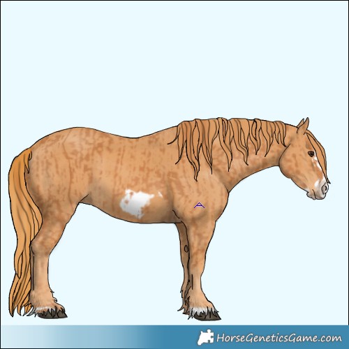 Horse Color:Chestnut Frame  and Chestnut Frame 