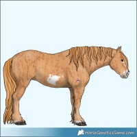 Horse Color:Chestnut Frame  and Chestnut Frame 