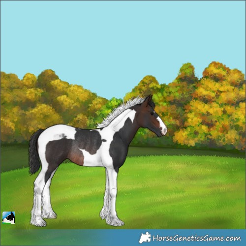 Horse Color:Brown Tobiano Rabicano 