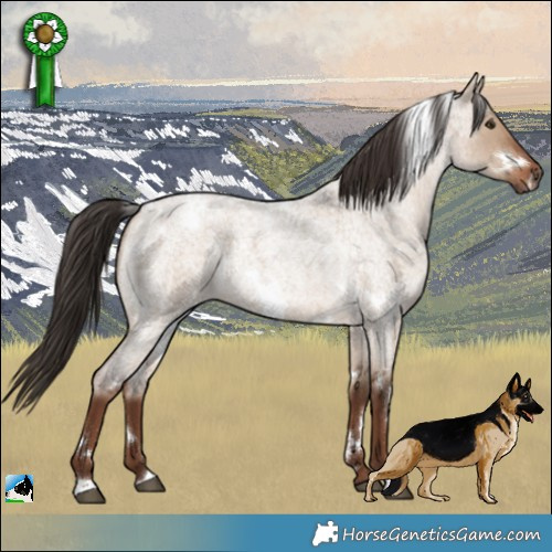 Horse Color:White Spotted Liver Red Dun Roan