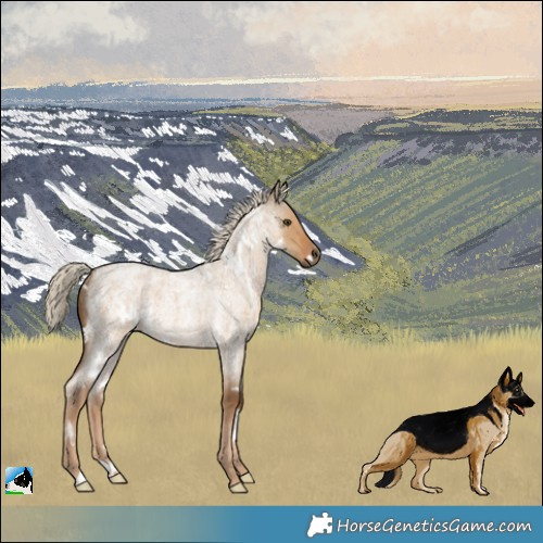 Horse Color:White Spotted Chocolate Palomino Roan Dun 