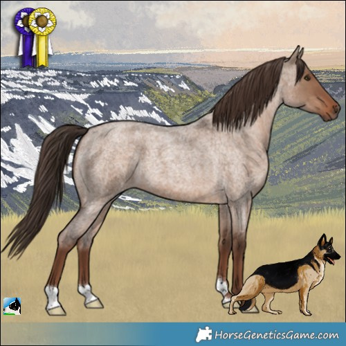 Horse Color:Liver Red Dun Roan