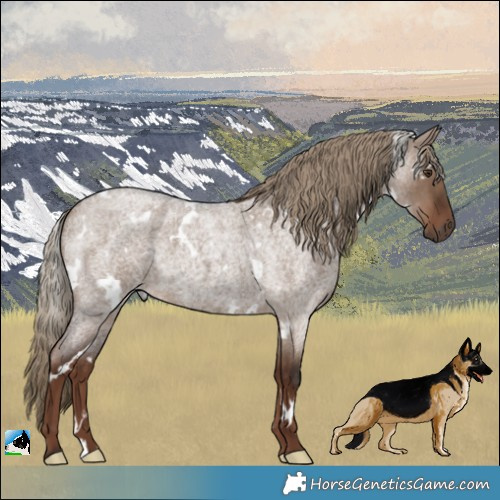 Horse Color:White Spotted Liver Red Dun Roan 