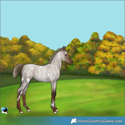 Horse Color:White Spotted Liver Red Dun Roan 