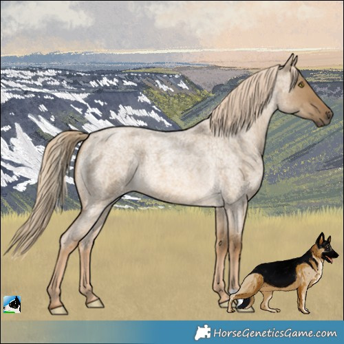 Horse Color:Chocolate Palomino Roan Dun 