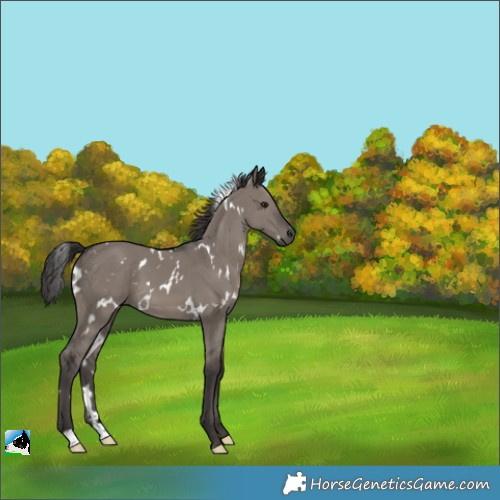 Horse Color:White Spotted Smoky Grullo 