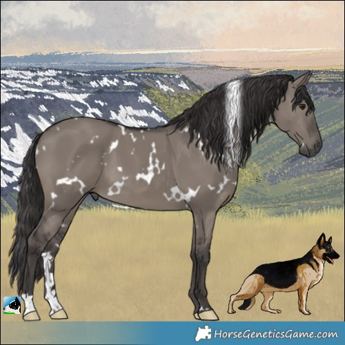 Horse Color:White Spotted Smoky Grullo