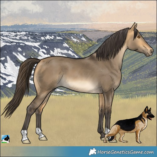 Horse Color:Buckskin Dun