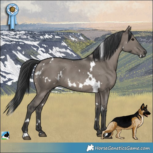 Horse Color:White Spotted Grullo
