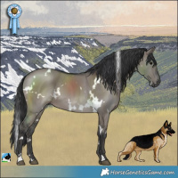 Horse Color:White Spotted Grullo 