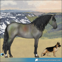 Horse Color:Grullo 