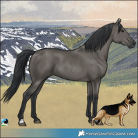 Horse Color:Grullo