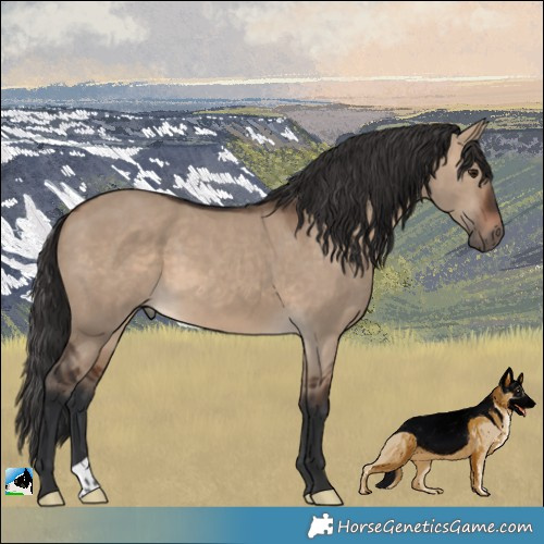 Horse Color:Brown Dun