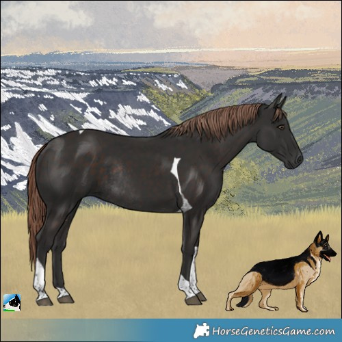 Horse Color:Liver Chestnut Tobiano Rabicano 